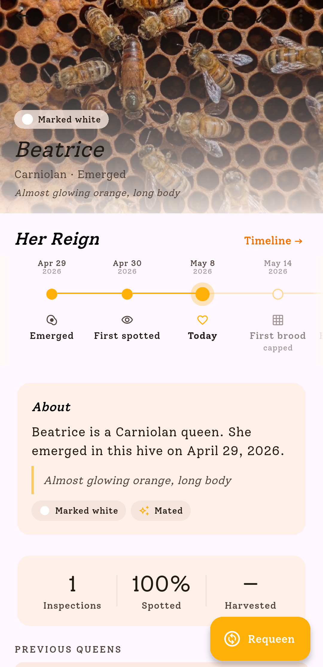 Queen detail in HiveBloom